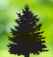 Silhouette of an evergreen tree against a bright, blurred green background.